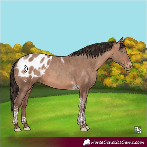 Horse Color:Sable Champagne Tobiano Frame Appaloosa 
