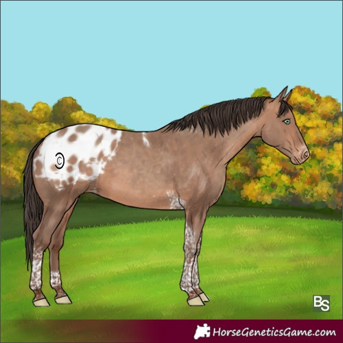 Horse Color:Sable Champagne Tobiano Frame Blanket 