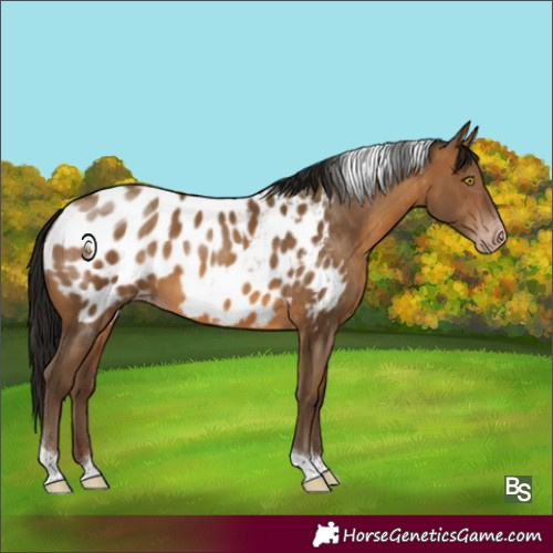 Horse Color:Gray Amber Champagne Tobiano Appaloosa
