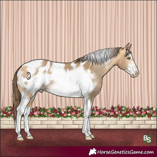 Horse Color:Amber Cream Champagne Sabino Tobiano Frame Blanket Rabicano
