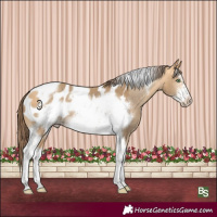 Horse Color:Amber Cream Champagne Sabino Tobiano Frame Blanket Rabicano 