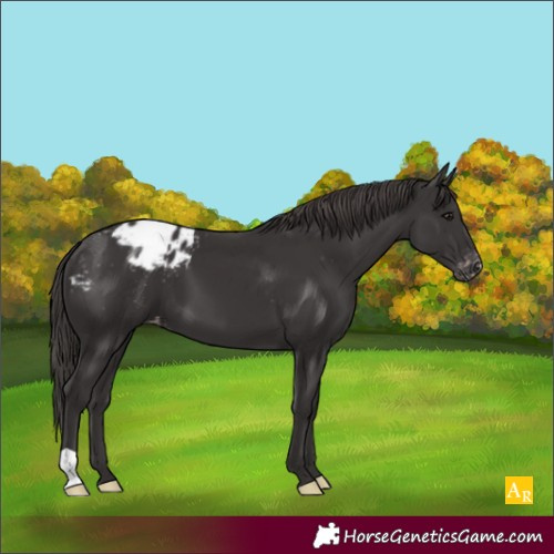Horse Color:Smoky Black Appaloosa 