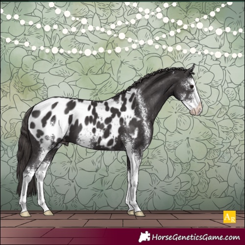 Horse Color:Smoky Black Sabino Appaloosa 