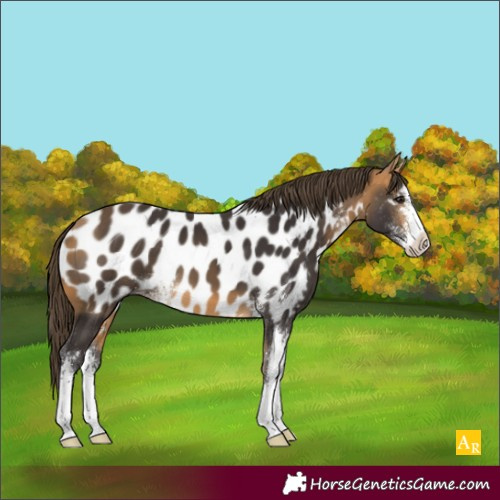 Horse Color:Buckskin Sabino Near Leopard