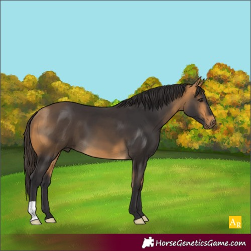 Horse Color:Buckskin 