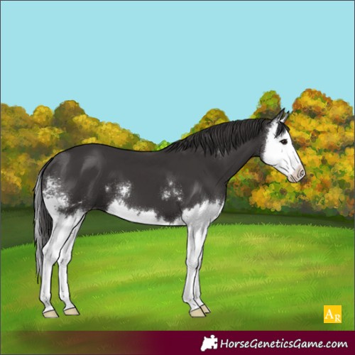 Horse Color:Smoky Black Sabino Splash 