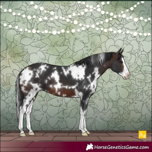 Horse Color:White Spotted Brown Splash 