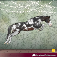 Horse Color:White Spotted Brown Splash 