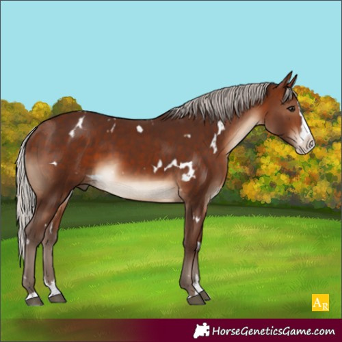 Horse Color:White Spotted Silver Bay Sabino Splash 