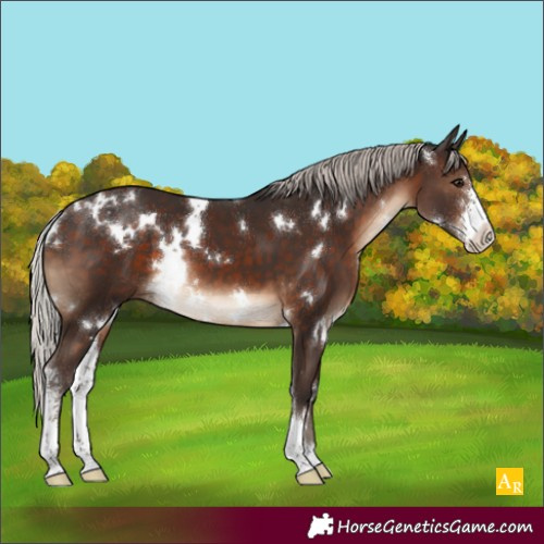 Horse Color:White Spotted Silver Brown Sabino 