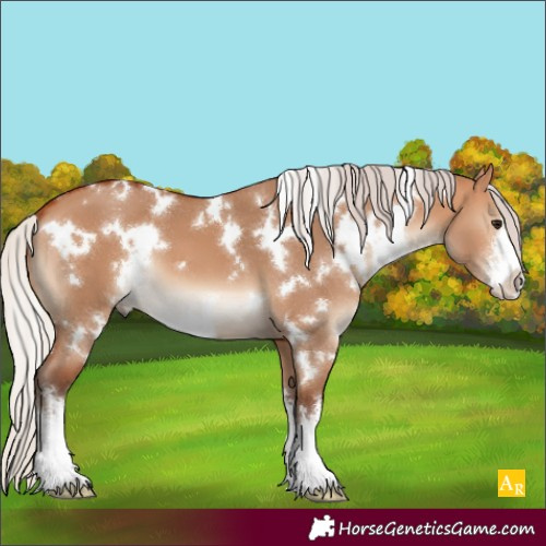 Horse Color:White Spotted Silver Bay Dun 