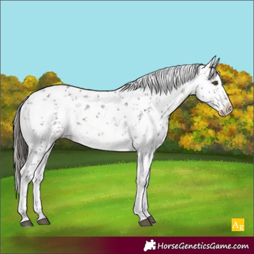 Horse Color:White Spotted Bay Sabino Appaloosa