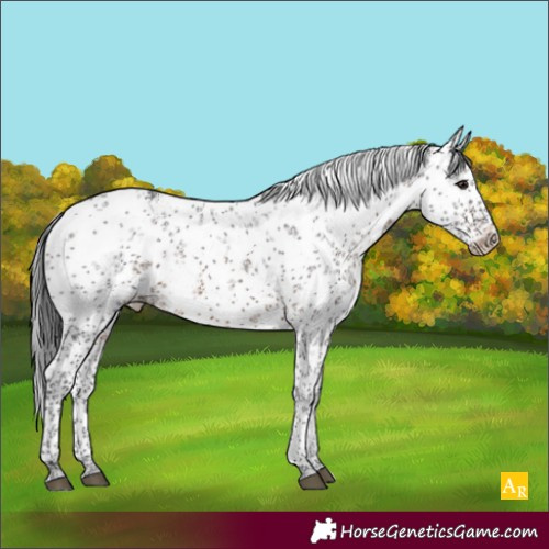 Horse Color:White Spotted Brown Sabino 