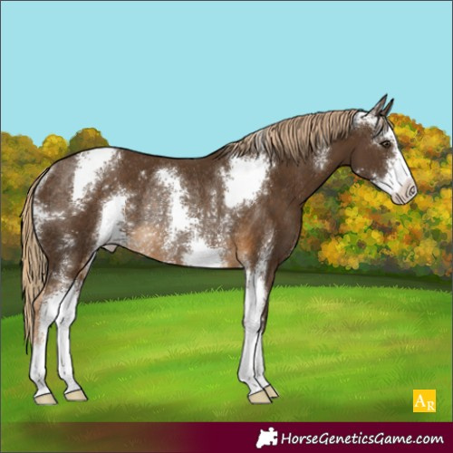 Horse Color:Chocolate Palomino Sabino Rabicano