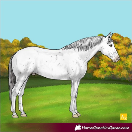Horse Color:Brown Sabino Appaloosa