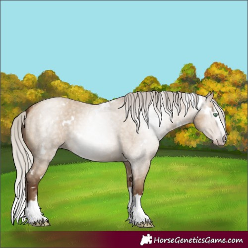 Horse Color:Gray White Spotted Silver Amber Champagne Roan Dun Splash Rabicano 