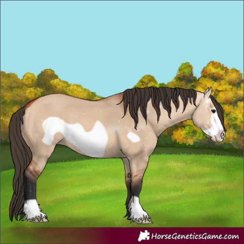 Horse Color:Bay Dun Frame 