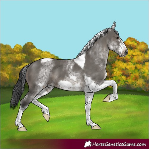 Horse Color:White Spotted Grullo Tobiano Frame 