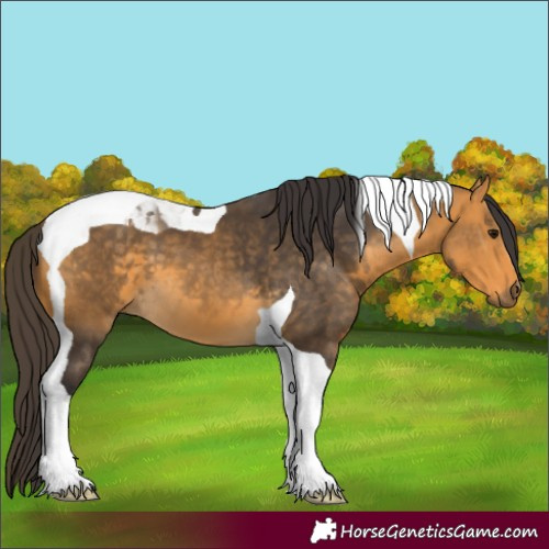 Horse Color:Buckskin Tobiano 