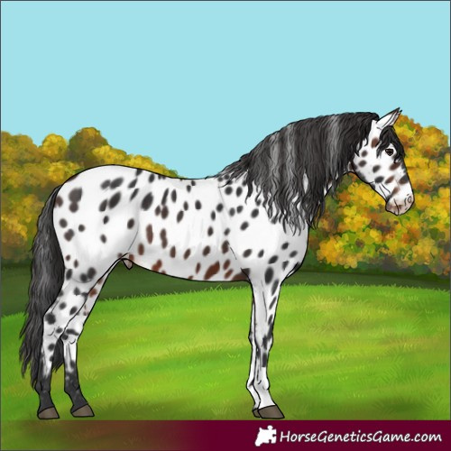 Horse Color:Brown Appaloosa 