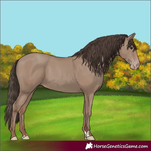 Horse Color:Classic Champagne