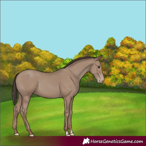 Horse Color:Classic Champagne 