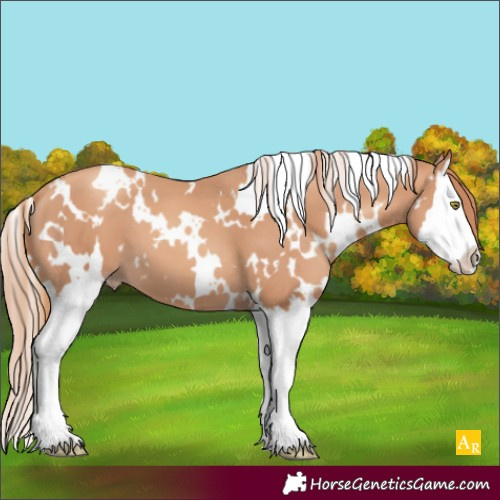 Horse Color:White Spotted Gold Champagne Splash 