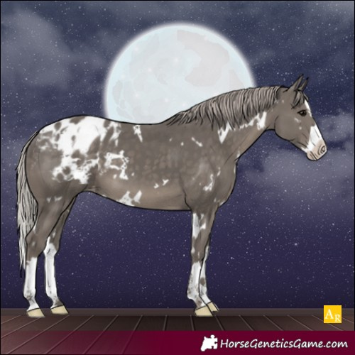 Horse Color:White Spotted Silver Black Splash Appaloosa