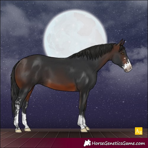Horse Color:Brown Sabino 