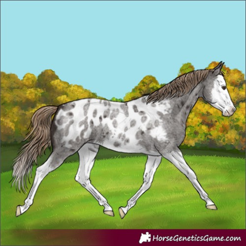 Horse Color:Liver Red Roan Splash Appaloosa 