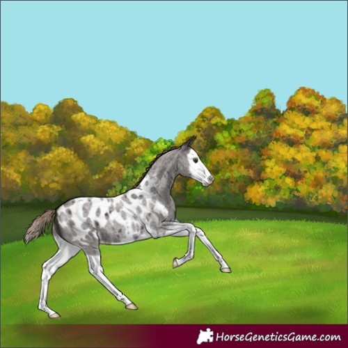 Horse Color:Liver Red Roan Splash Appaloosa 