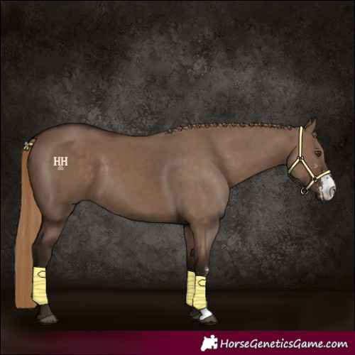 Horse Color:Liver Red Dun Sabino