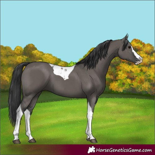 Horse Color:Grullo Splash Tobiano
