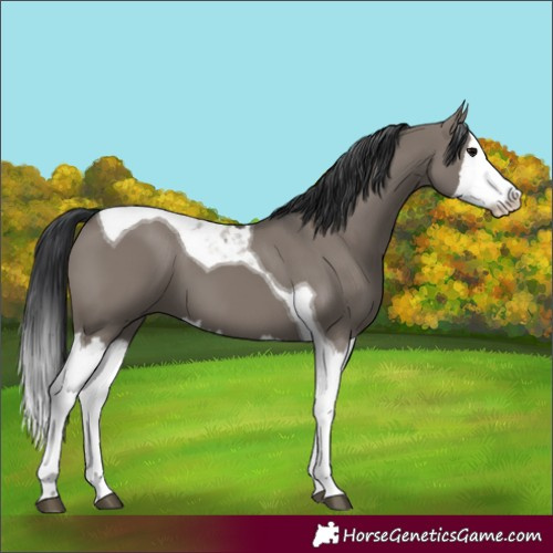 Horse Color:Grullo Splash Tobiano 