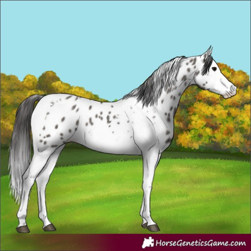 Horse Color:Grullo Splash Tobiano Appaloosa 