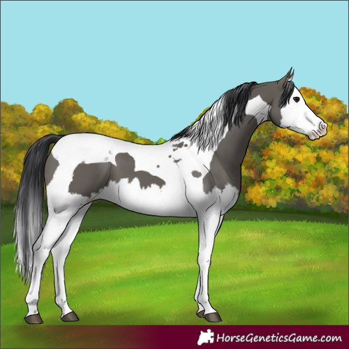 Horse Color:Grullo Splash Tobiano 