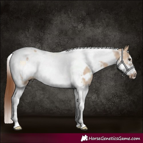 Horse Color:White Spotted Red Dun Tobiano Frame 