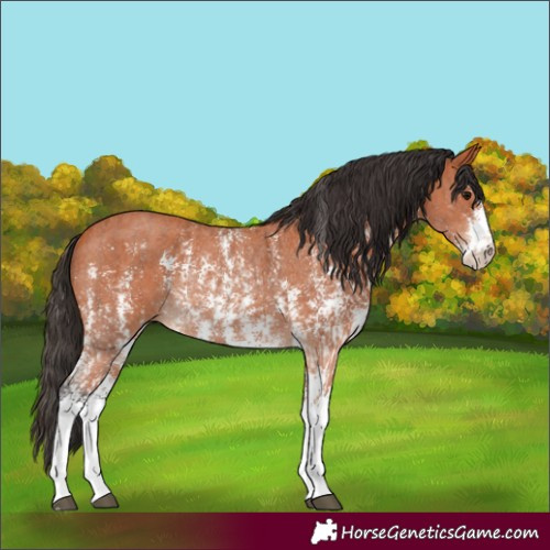 Horse Color:Bay Sabino Rabicano  and Bay Sabino Rabicano 