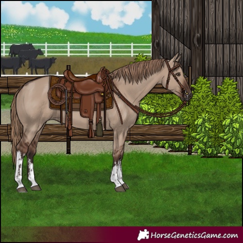 Horse Color:White Spotted Liver Red Dun 