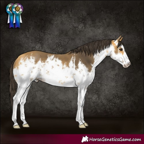 Horse Color:White Spotted Buckskin