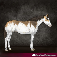 Horse Color:White Spotted Buckskin