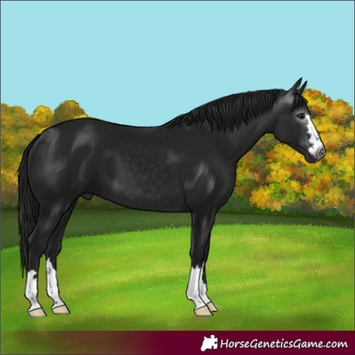 Horse Color:Gray Brown 