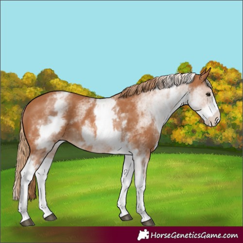 Horse Color:White Spotted Chestnut
