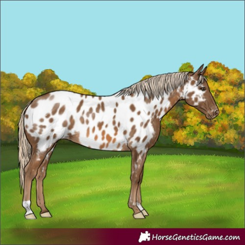 Horse Color:Chocolate Palomino Appaloosa