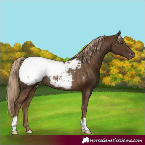 Horse Color:Chocolate Palomino Appaloosa Rabicano 