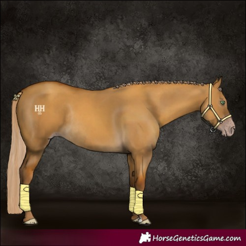 Horse Color:Gray Gold Cream Champagne Dun Rabicano 