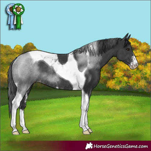 Horse Color:Black Sabino Tobiano Appaloosa Rabicano 