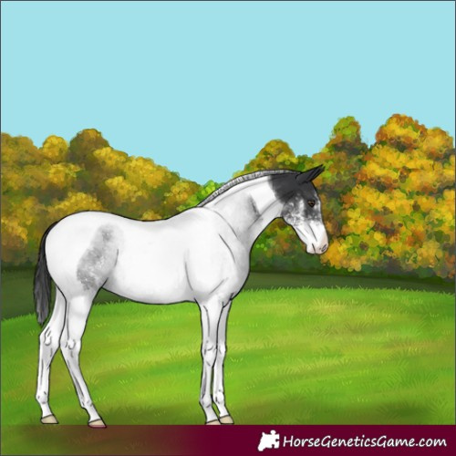 Horse Color:Black Sabino Tobiano Rabicano 