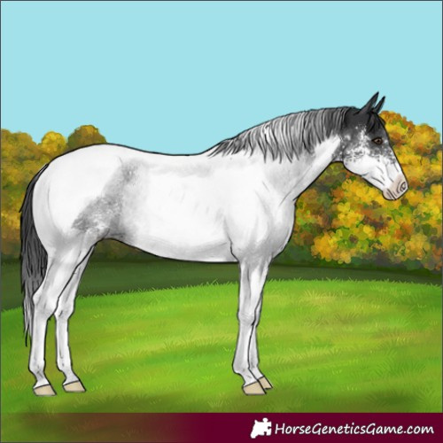 Horse Color:Black Sabino Tobiano Rabicano