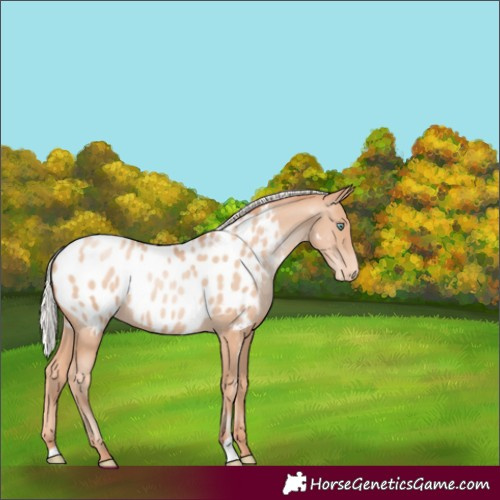Horse Color:Silver Sable Champagne Pearl Appaloosa Rabicano 